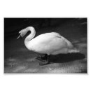 Search for black swan bird posters Black and white