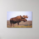 Search for moose canvas prints Antler