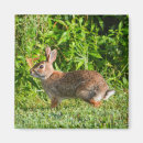 Search for wildlife magnets Wild animals