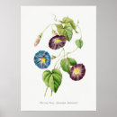 Recherche de morning glory gifts Bleu