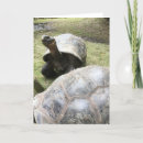 Search for funny tortoise cards Turtle