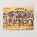Recherche de zambie cartes postales Faune