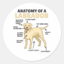 Search for anatomy stickers Dogs