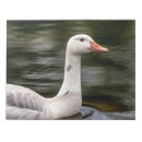 Search for canadian notepads Bird