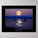 Search for orcas posters Marine life