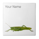 Search for insect tiles Nature