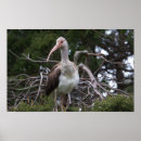 Recherche de oiseaux posters Hérons