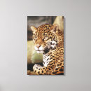 Search for jaguars photography Wild
