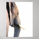 Recherche de jungle africaine posters Safari