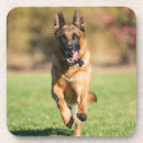 Search for german shepherd coasters Cute
