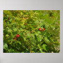 Recherche de food posters Nature