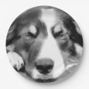 Search for border collie plates Animal