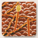 Recherche de représentation dessous de verres Feuille