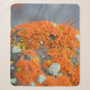 Search for lichens Moss