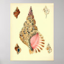 Search for vintage sea shells posters Nature