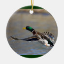 Search for mallard duck ornaments Cute