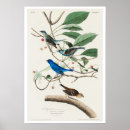 Recherche de indigo posters Oiseau