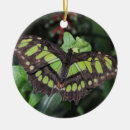 Search for insects ornaments Macro