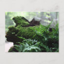 Search for sur horizontal postcards Plant