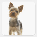 Search for concentration stickers Full length
