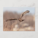 Recherche de faucon harris cartes postales Rapaces
