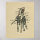 Search for vintage hand anatomy art Human