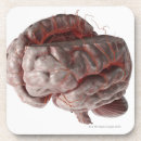 Search for brain coasters Medical