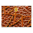 Recherche de micrographie cartes postales Effet de couleur