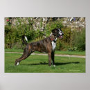 Recherche de boxer dog posters Brindle