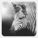 Search for foals stickers Grass