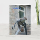 Search for funny squirrel pictures cards Photography