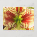 Recherche de amaryllis cartes postales Jardin