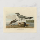 Recherche de four cartes postales Oiseau