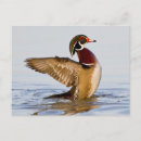 Search for dabble postcards Aix sponsa
