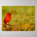 Recherche de oiseau cardinal rouge posters Faune sauvage