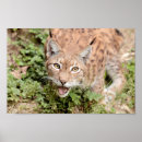Recherche de lynx posters Kawaii