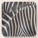 Recherche de zèbre bar L'afrique