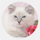 Search for ragdoll stickers Kitten