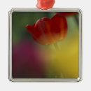 Search for valley ornaments Bloom