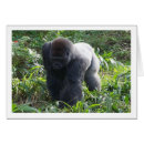 Search for silverbacks Ape