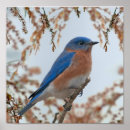 Search for bluebird posters Songbird