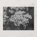Recherche de herbe sauvage cartes postales Plante