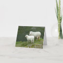 Search for white sheep cards Photography