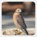 Search for shoulders stickers Wildlife