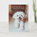 Recherche de apso vœux cartes Chien