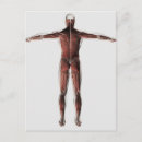 Recherche de système musculaire cartes postales Découpe