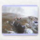 Search for larvae Aquatic