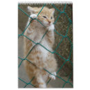 Search for orange cat calendars Kittens