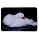 Recherche de cygne magnets Sauvagine