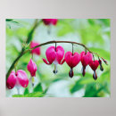 Search for bleeding heart art Nature